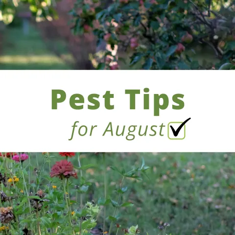 August pest tips