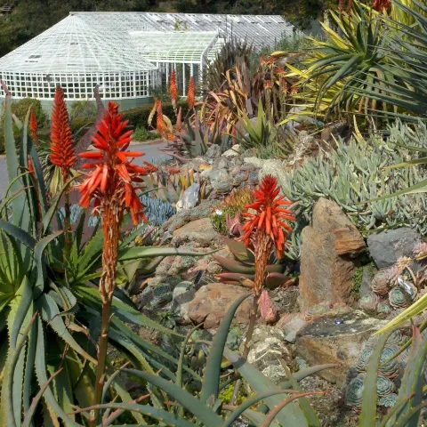 bright succulents blooming in the Succulent Demonstration Garden in front of the restored greenhouse at Falkirk in San Rafael