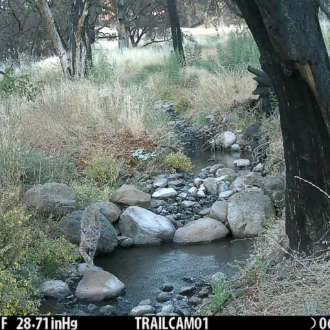 Bobcat sighting by a creek.
