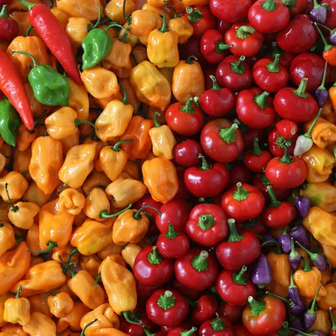 Chili Peppers
