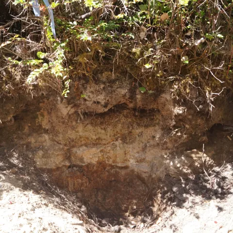 Pygmy forest soil pit.