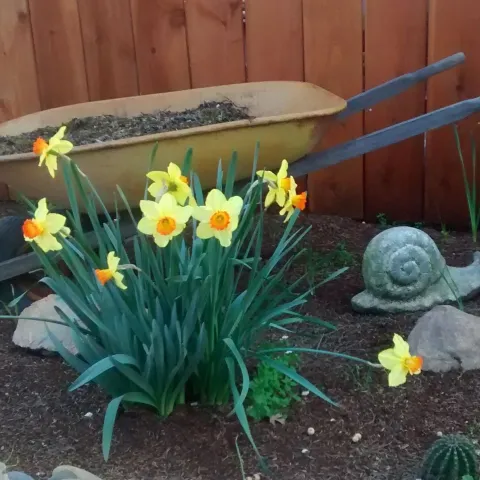 Daffodils in front of a wheelbarrow