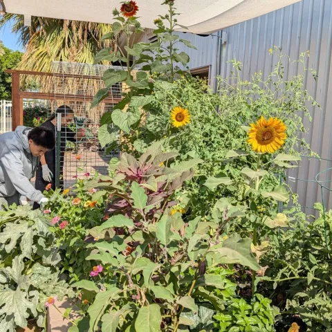 A student standing near a raised vegetable garden bed filled with plants.