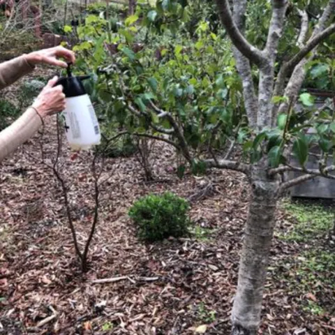Dormant spraying a fruit tree in a West Marin garden