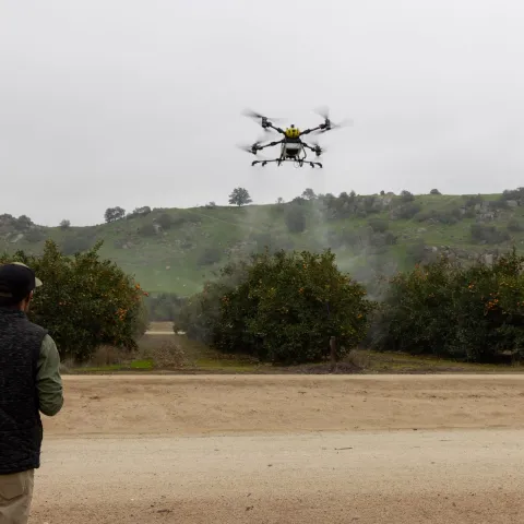 Person flies a drone over citrus grove at Lindcove REC