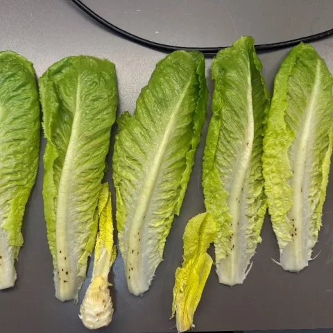 INSV negative lettuce leaves arranged side by side with brown spot symptoms on midribs.