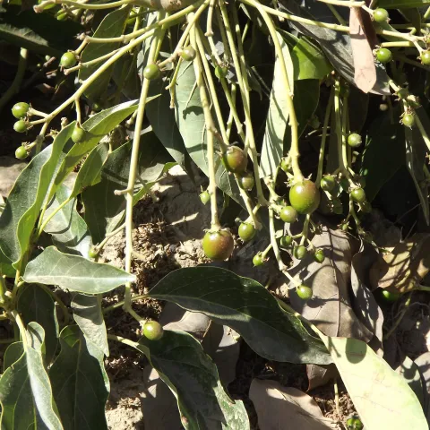 GEM fruit