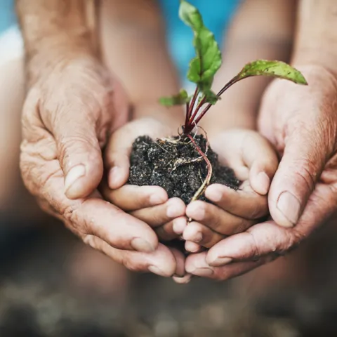 Human hands holding a small plant with ball of soil and roots
