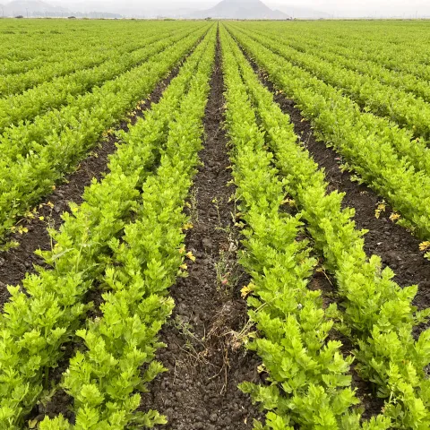 Rows of crops