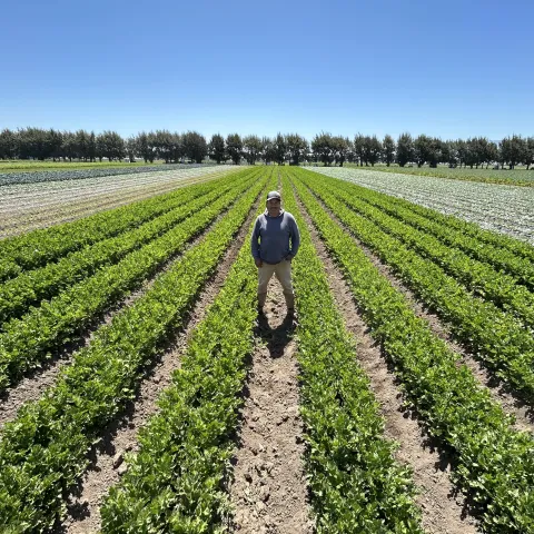 Farmer standing in a field of greens