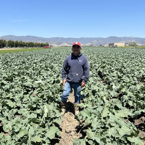 Farmer standing in a brassica field