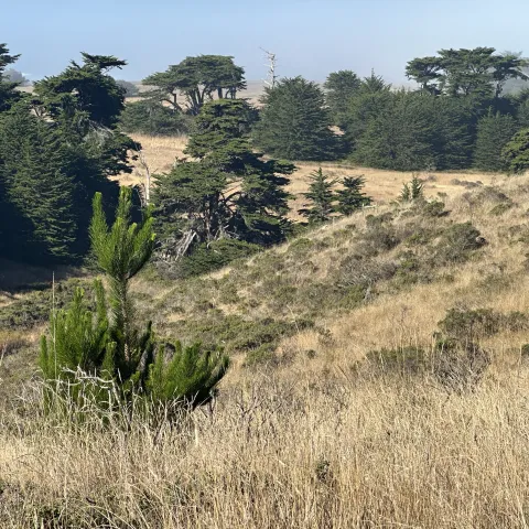 Woody vegetation coming into grassland