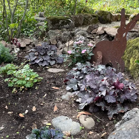 Garden of native and low water plants
