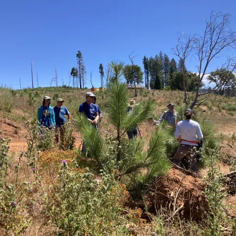 People stand among young conifer trees.