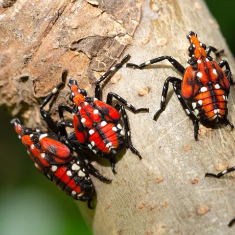 Instar nymphs of Spotted lanternfly 