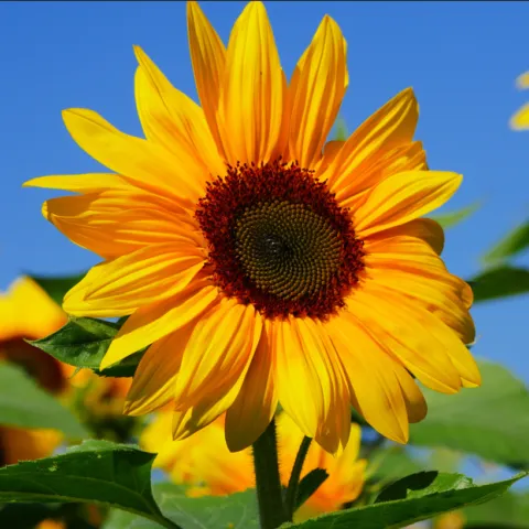 Bright yellow sunflower in full bloom