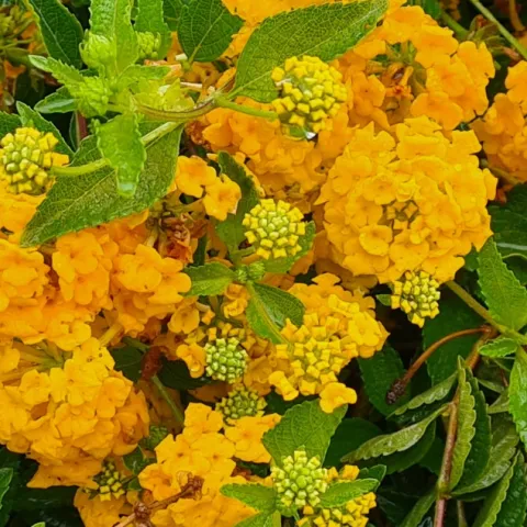 Yellow flowers on shrub