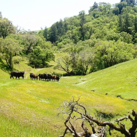 Cattle grazing on ranchland.