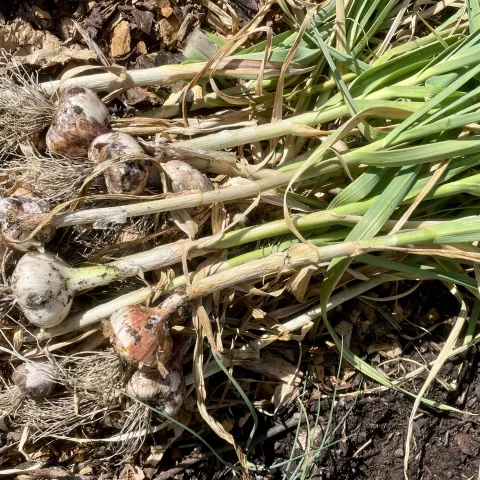 A healthy bunch of garlic pulled and set on the soil in a garden.