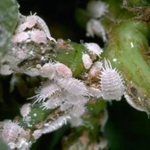 mealybugs on succulent stems