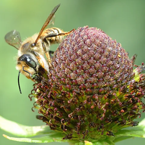 Megachile fidelis