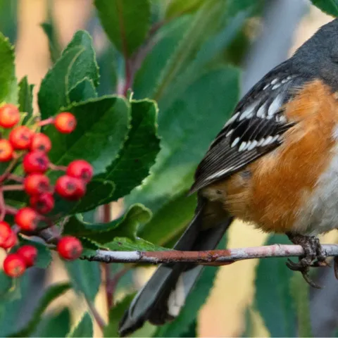 Spotted towhee in Toyon tree