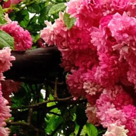 Bright pink roses