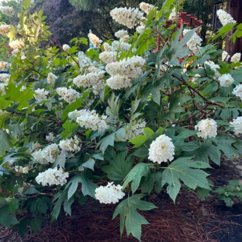 Oakleaf Hydrangea bush