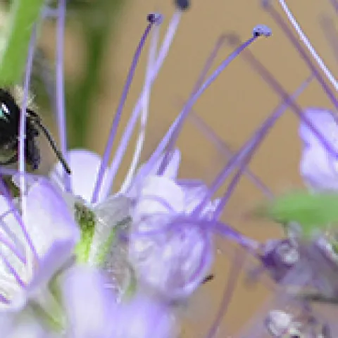 Osmia pollinating a blossom. (Photo by Kathy Keatley Garvey)