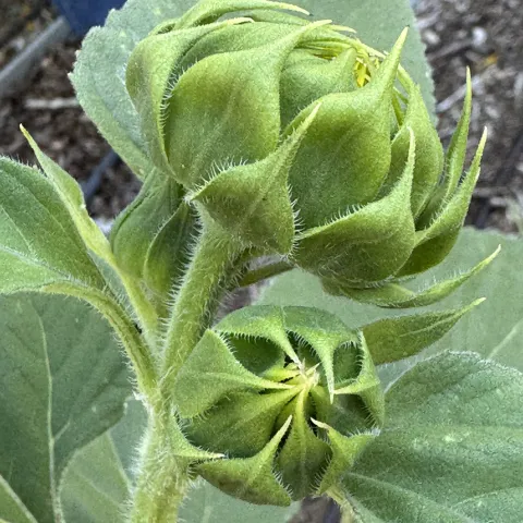 Beautiful green bud of a sunflower stretching toward the light.
