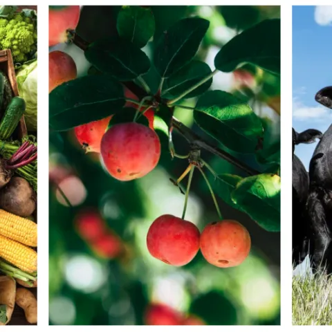 Three image collage. The right image is an array of colorful vegetables overlapping. The center image is pale pink cherries hanging on a tree. The far right image is black cattle looking at the camera from a low angle.