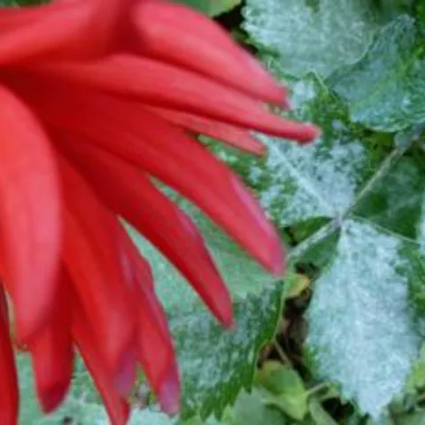 Powdery mildew on dahlia leaves