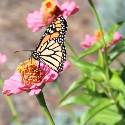 Monarch butterfly on a pink zinnia with other flowers in the background.