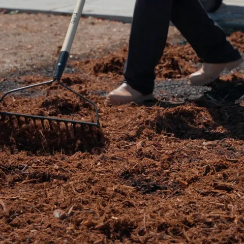 A person raking composted mulch