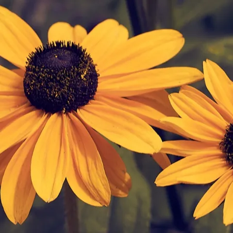 Yellow and brown gloriosa daisies