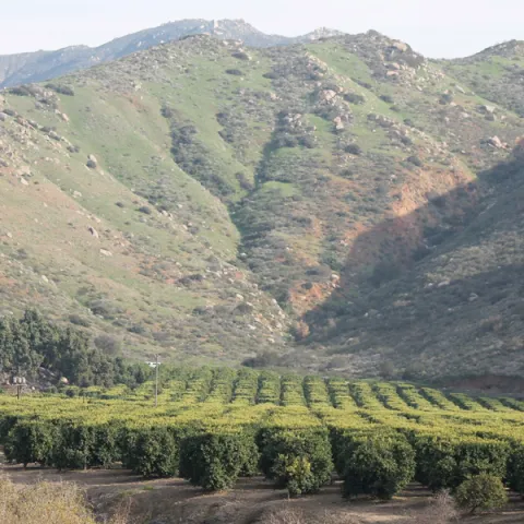 Photo of an orchard in San Diego