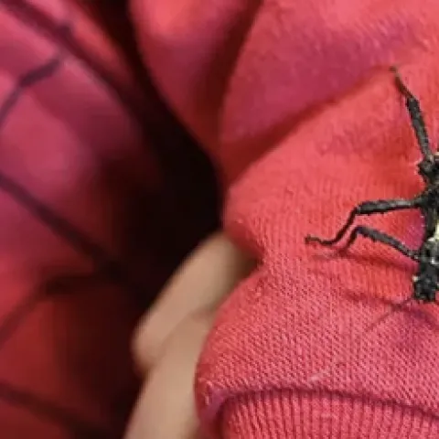 A stick insect at the Bohart Museum of Entomology
