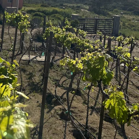 Vid en cultivo.