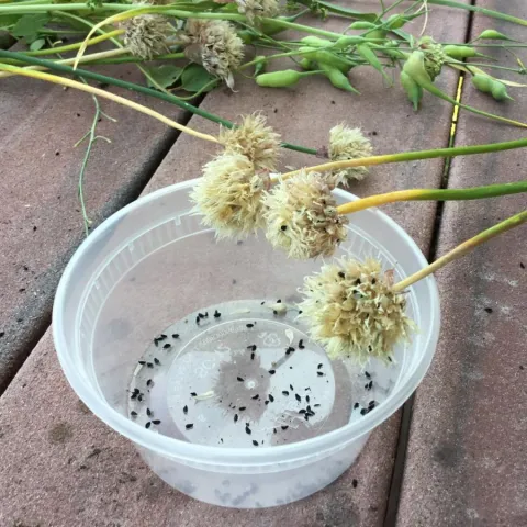 onion flowers, shaken over a plastic container, have released their seeds 