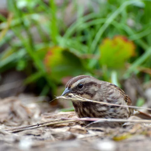Sparrow Eating Grass Seeds,