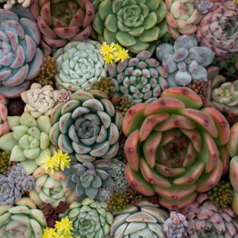 Top view of various succulent plants