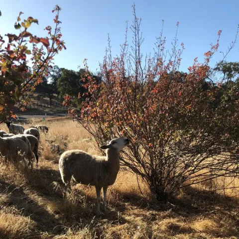 Sheep graze on shrubs.