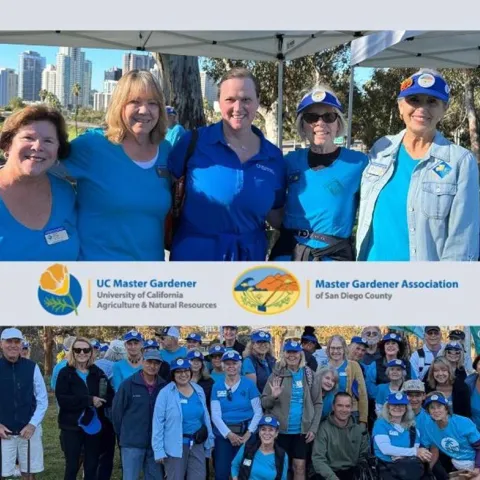 Collage of Master Gardener volunteers outdoors in blue shirts and hats posing in groups at a sunny park and along a street with a tall clock tower in the background; includes banners with logos.