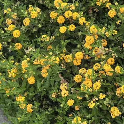 Yellow Lantana