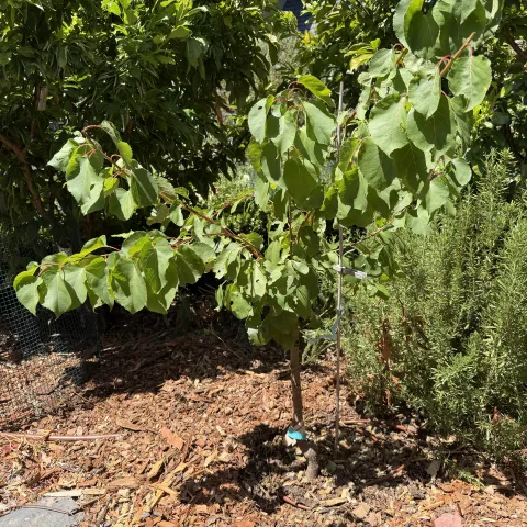 One year old Apricot tree planted as a bareroot. photo credit : N. Kawakita