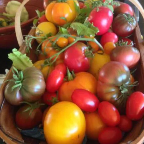 basket of ripe tomatoes