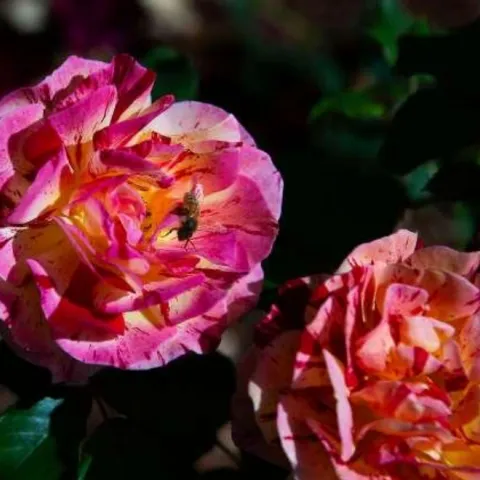 bee pollinating a rose