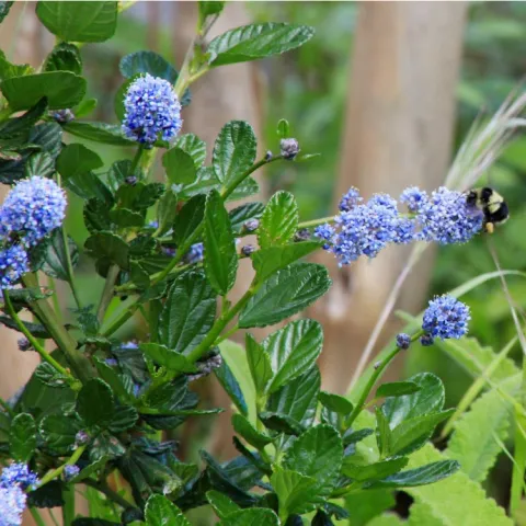bumble bee pollinating ceanothus blossoms