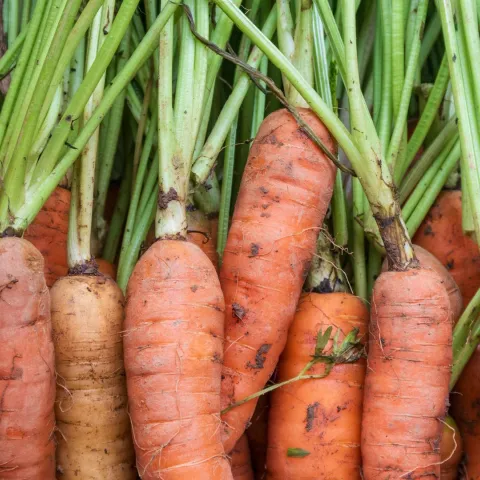 Bunch of carrots