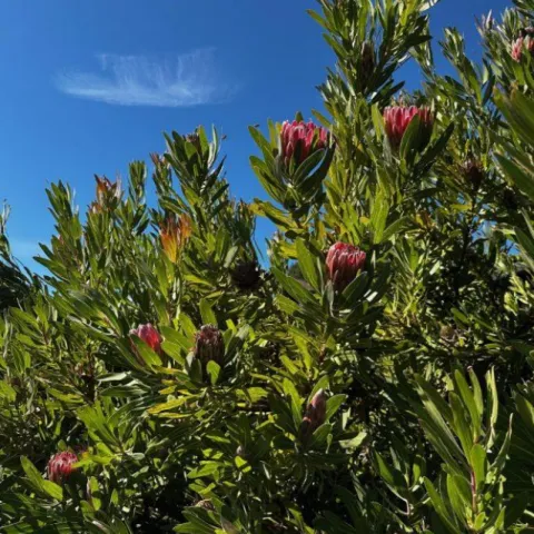 closeup of a protea plant in bloom